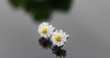 100% Silver Sterling Daisy Earrings Studs